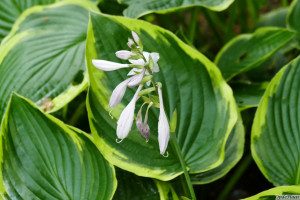 Hosta fortunei aureomarginata   